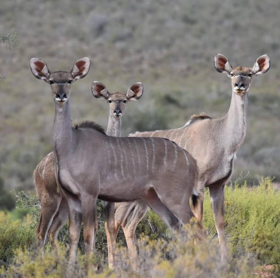 African Game Lodge Montagu Exterior foto