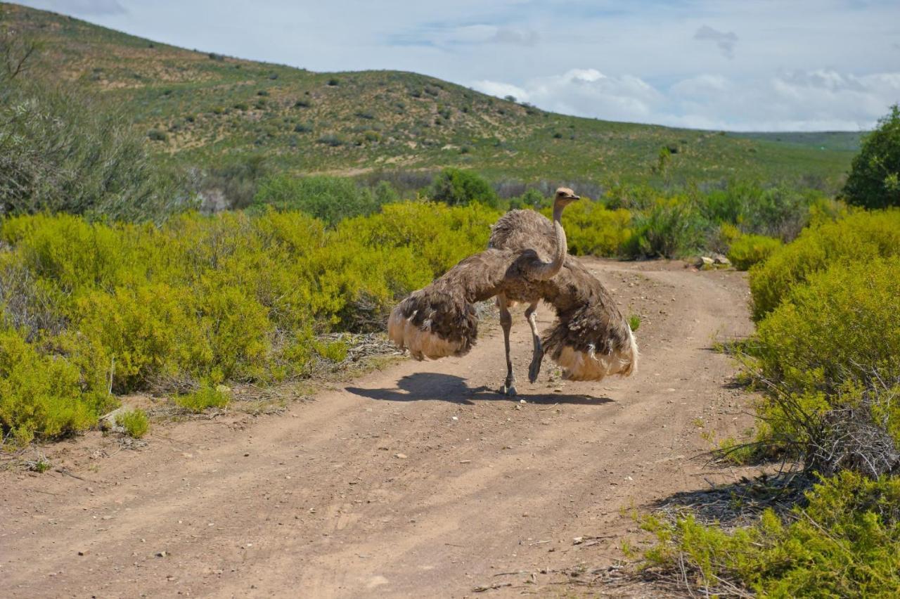 African Game Lodge Montagu Exterior foto